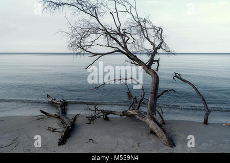 Ostsee Küste in der Nähe von Ahrenshoop in Deutschland Stockfoto