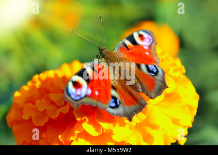 Makro von Schmetterling sammeln Nektar auf der Tagetes Stockfoto