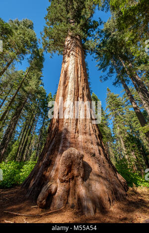 Mammutbaum in der Calaveras große Bäume State Park Stockfoto