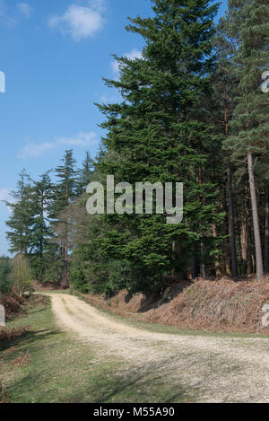 Eine neue Waldweg im Hochland Wasser Inclosure, Hampshire, Großbritannien Stockfoto