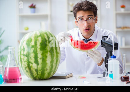 Wissenschaftler testen Wassermelone im Labor Stockfoto