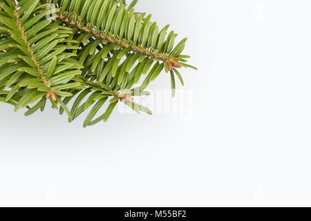 Green Pine Tree Branch auf Weiß Stockfoto