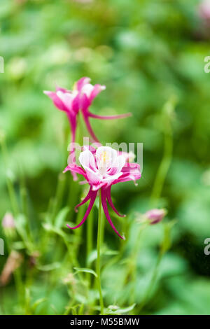 Aquilegia glandulosa Blume Stockfoto