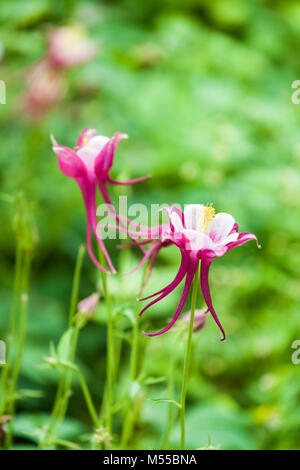 Aquilegia glandulosa Blume Stockfoto