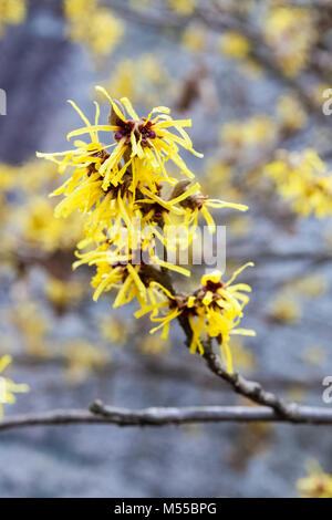 Hamamelis mollis Oliver Stockfoto