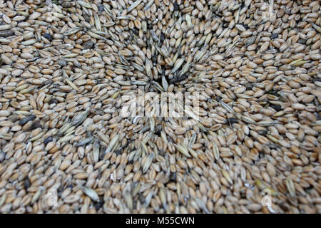 Körner von Weizen. Textur aus Weizen Samen Stockfoto