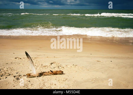 Gull Feder stecken in den Sand am Meer Stockfoto