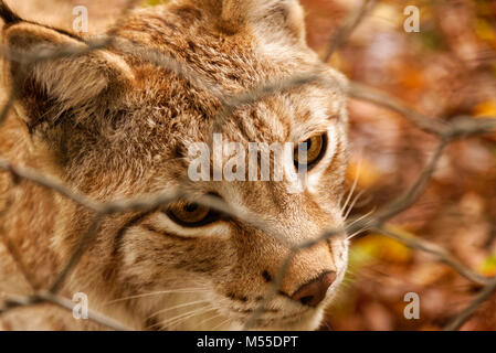 Lynx in Gefangenschaft Stockfoto