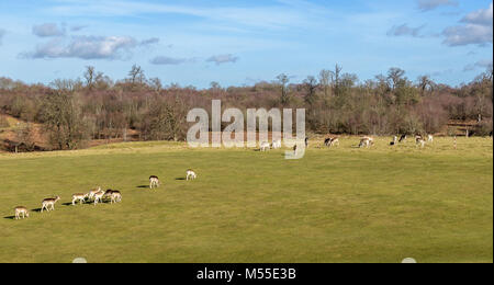 Mit vier Beinen Gefahren auf Knole Park Golf Course Stockfoto