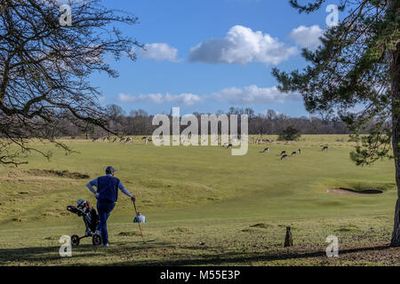 Mit vier Beinen Gefahren auf Knole Park Golf Course Stockfoto