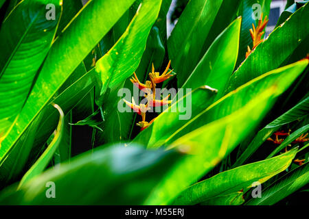 Die Heliconia Blume mit Blättern Stockfoto