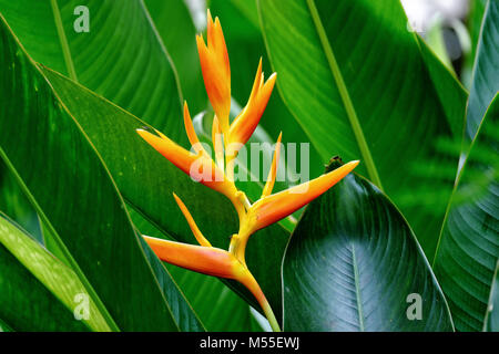 Die Heliconia Blume mit Blättern Stockfoto