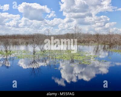 Wolken und struppig Pflanzen in sumpfigen frisches Wasser wider. Weite von Feuchtgebieten. North Central Florida, USA. Stockfoto