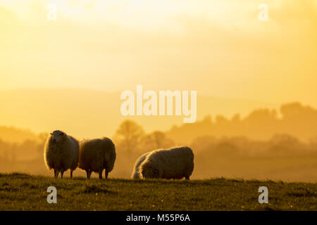 Schafherde weiden wie die Sonne über einem Hochland Schafe Farm in der Nähe von dem Dorf Lixwm mit den äußersten Rand des Clwydian Hügel reichen Hügel in der Ferne, Flintshire, Wales, Großbritannien Stockfoto