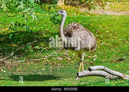 Mehr Nandu (Rhea americana) Stockfoto