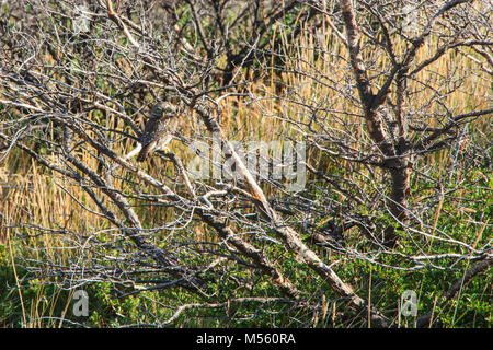 Eine kleine Patagonischen (Austral) Sperlingskauz, Glaucidium nana, in einem kleinen Baum im Torres del Paine Nationalpark Patagonien getarnt Stockfoto