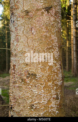 Viele kleine Pilze, wahrscheinlich die Rauchigen polypore, wächst auf einem toten Tanne im Wald Stockfoto