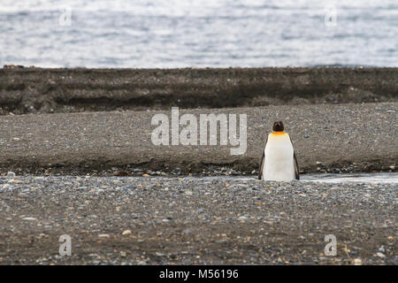 Ein einsamer König Pinguin am Strand von Parque Pinguino Rey, Tierra del Fuego Patagonien, Chile (Aptenodytes patagonicus) Stockfoto