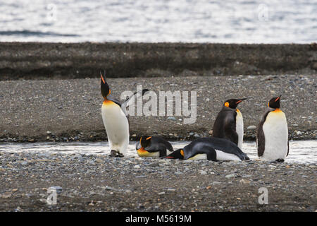 Ein Königspinguin (Aptenodytes patagonicus) am Strand von Parque Pinguino Rey, Tierra del Fuego Patagonien, Chile Stockfoto