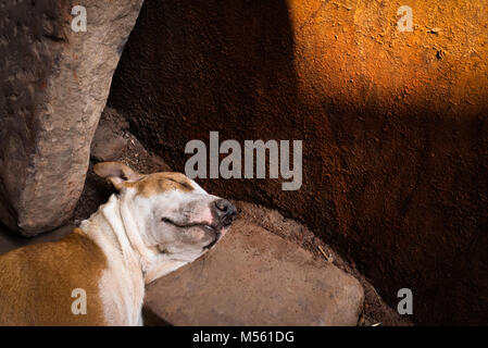 Ein Hund schläft auf einem Felsen in Varanasi, Indien Stockfoto