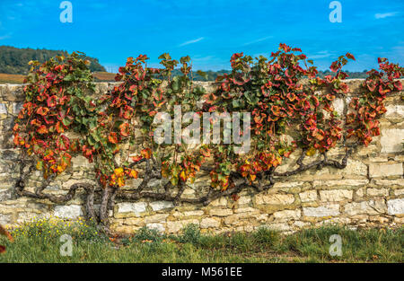 Alte Rebe in den Farben des Herbstes, Burgund, Frankreich Stockfoto