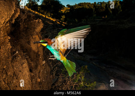 Bienenfresser (Merops apiaster) Ankunft in sein Nest, ausgegraben in einem Felsen aus Sand Stockfoto