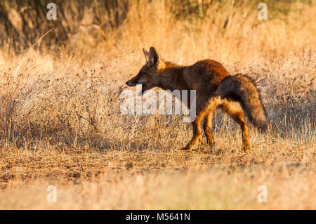 Red Fox (Vulpes vulpes), tote Schafe, territoril Verhalten. Spanien Stockfoto