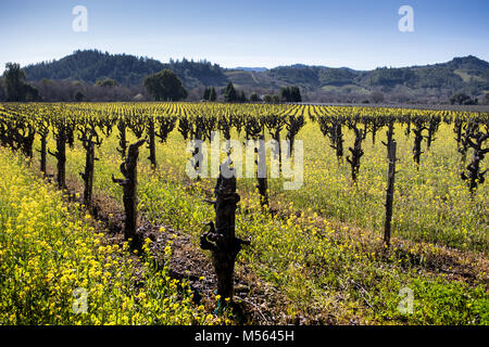 Weingüter im Napa Valley, Kalifornien. Stockfoto