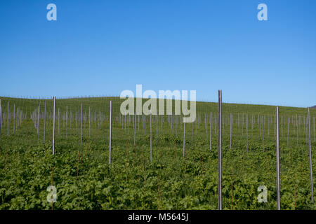 Weingüter im Napa Valley, Kalifornien. Stockfoto