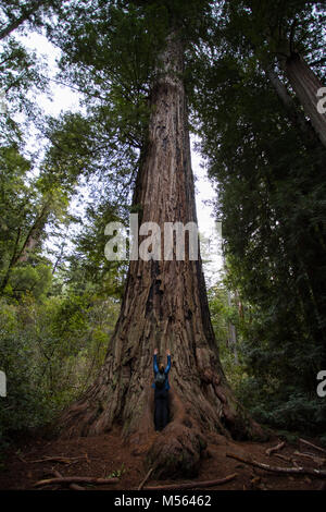 Giant Redwood Big Basin Redwoods State Park, Kalifornien Stockfoto