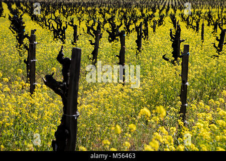 Weingüter im Napa Valley, Kalifornien. Stockfoto