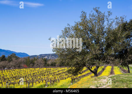 Weingüter im Napa Valley, Kalifornien. Stockfoto