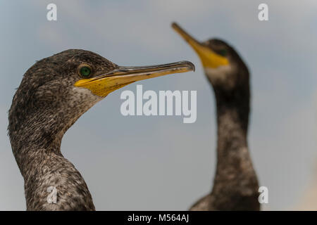 Kormorane, Krähenscharben (Phalacrocorax aristotelis) in Roca Grossa, Calella Barcelona Küste Stockfoto