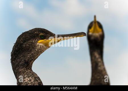 Kormorane, Krähenscharben (Phalacrocorax aristotelis) in Roca Grossa, Calella Barcelona Küste Stockfoto