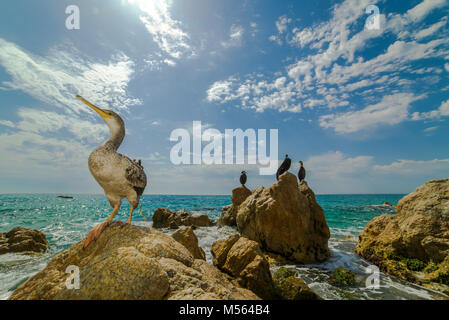 Kormorane, Krähenscharben (Phalacrocorax aristotelis) in Roca Grossa, Calella Barcelona Küste Stockfoto