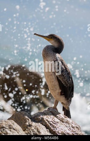 Kormorane, Krähenscharben (Phalacrocorax aristotelis) in Roca Grossa, Calella Barcelona Küste Stockfoto