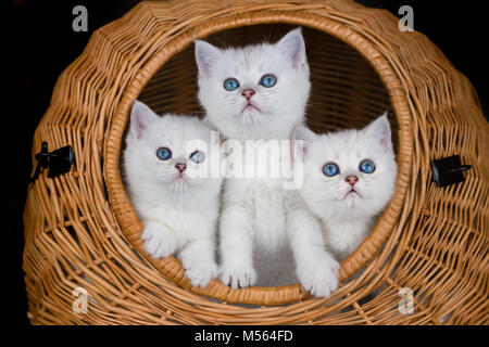 Drei weiße Kätzchen in Schilf Warenkorb Stockfoto