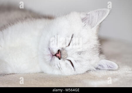 Close up junge weiße Katze schlafen Stockfoto