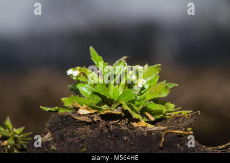 Feder Cardamine, auch bekannt als Shadflower oder Nailwort, wächst an einem Klumpen Erde in den letzten Tagen des Winters Stockfoto