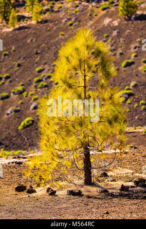 Kiefer Wiederaufforstung in den Teide Vulkangebiet hautnah Stockfoto