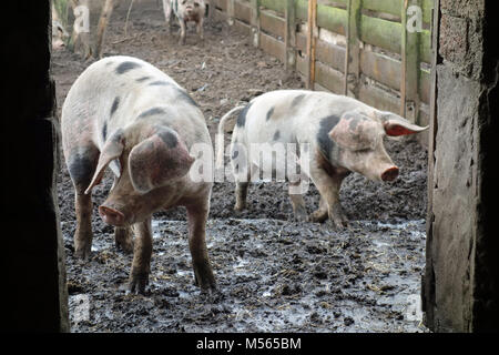 Bunte Bentheimer Schweine Stockfoto