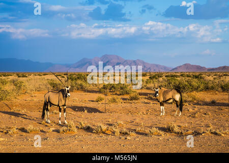 Zwei Oryx steht in der Savanne Stockfoto