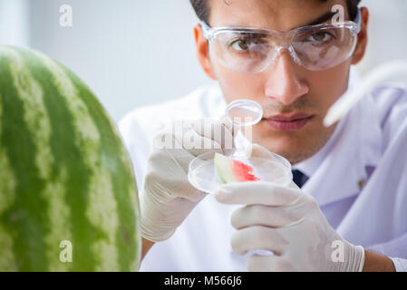 Wissenschaftler testen Wassermelone im Labor Stockfoto