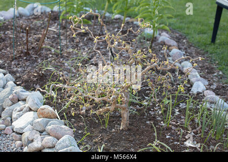 Walking Stick Harry Lauder, Ormhassel (Corylus avellana contorta) Stockfoto