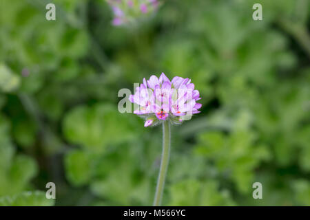 Mit Rosenduft Pelargonium, Bollpelagon (Pelargonium capitatum) Stockfoto