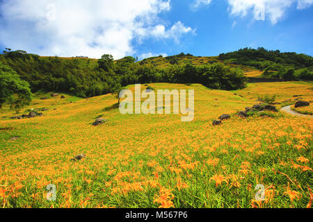 Daylily Blumen und Blüten sowie deren Knospen, blühen auf dem Hügel in einem sonnigen Tag, schöne Landschaft von Orange hemerocallis Stockfoto