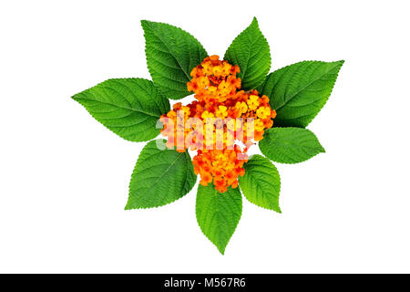 Lantana Blüten und Blätter auf dem weißen Hintergrund. Für die Karte zu erstellen. Stockfoto