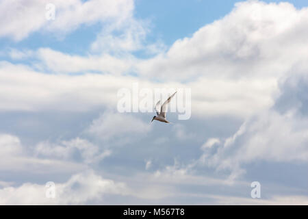 Eine gemeinsame Möwe fliegt über den Himmel inmitten von Wolken und blauer Himmel. Stockfoto