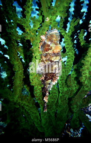 Bärtige Drachenkopf (Scorpaenopsis lanceolata) auf schwarze Röhre Coral Stockfoto