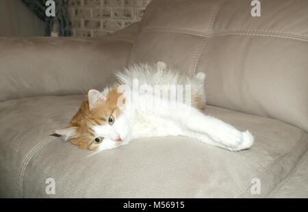 Rote und weiße Katze ruht sich auf der couch Stockfoto